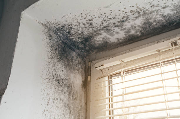 Affordable Mold Cleanup solutions in Terre Hill, PA