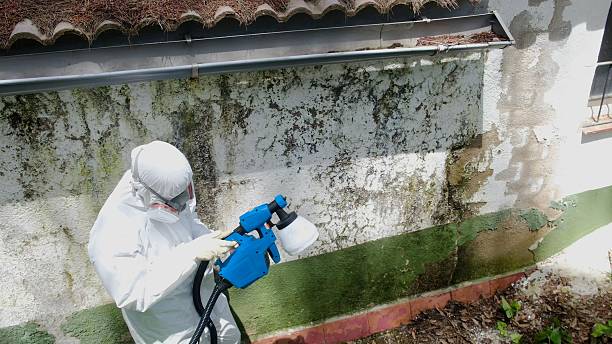 Trusted Attic Mold Removal service in Terre Hill, PA - Cheap Mold Removal
